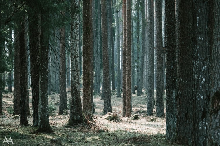 Cover image for Forest